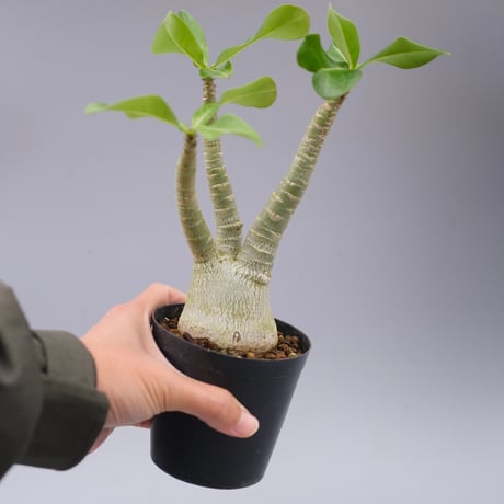 アデニウムアラビカム | STORES