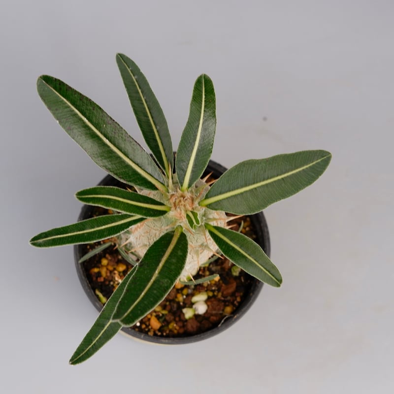 パキポディウム カクチペス 実生株 002 Pachypodium cactipes パキポディウム カクチペス 実生株 002 Pachypodium cactipes