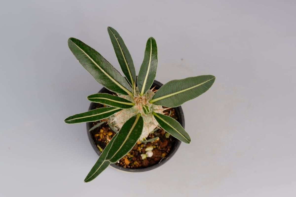 パキポディウム カクチペス 実生株 002 Pachypodium cactipes | Su