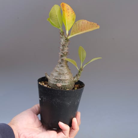 パキポディウムウィンゾリー | STORES