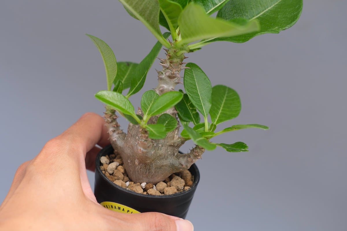 パキポディウム ウィンゾリー 実生株 058 Pachypodium windsorii |