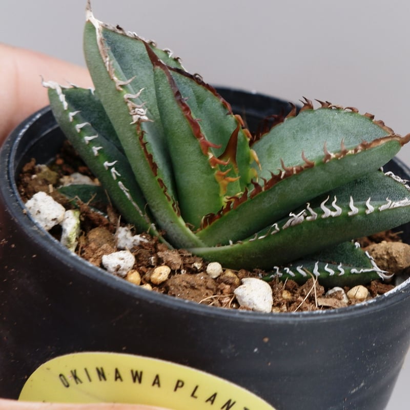 アガベ オテロイ 実生株 Agave oteroi seeding 037 | Sunny