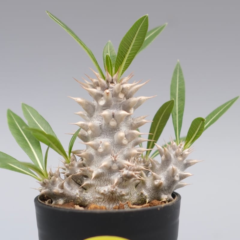 パキポディウム ホロンベンセ 実生株 004 Pachypodium