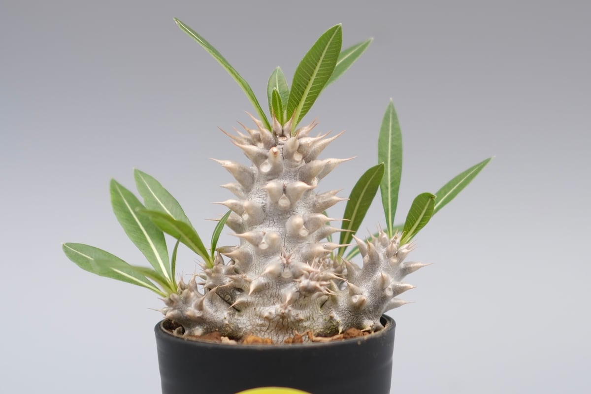パキポディウム ホロンベンセ 実生株 004 Pachypodium horombense |