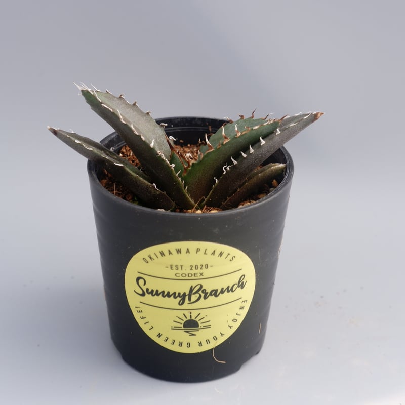 アガベチノチタ　白鯨 アガベ チタノタ 白鯨 071 Agave titanota white whale | Su