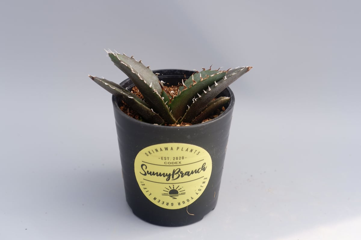 アガベ チタノタ 白鯨 071 Agave titanota white whale | Su