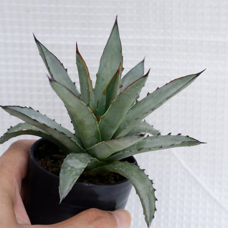 アガベブルーエンペラー | STORES