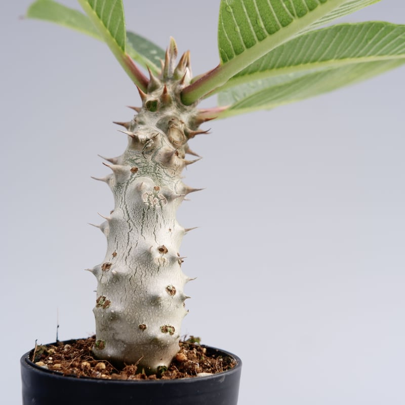 パキポディウム バロニー実生株016 Pachypodium baronii | Sunny