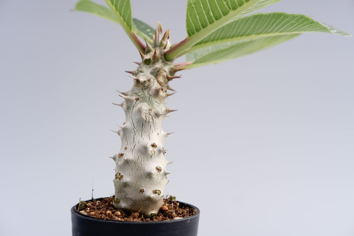 パキポディウム バロニー実生株016 Pachypodium baronii | Sunny