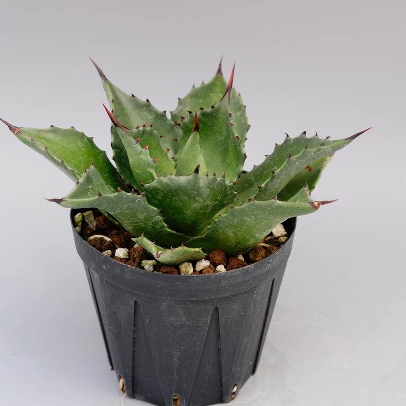 アガベ サロモニー・アガベ マグニフィカ 005 Agave salomonii Agave
