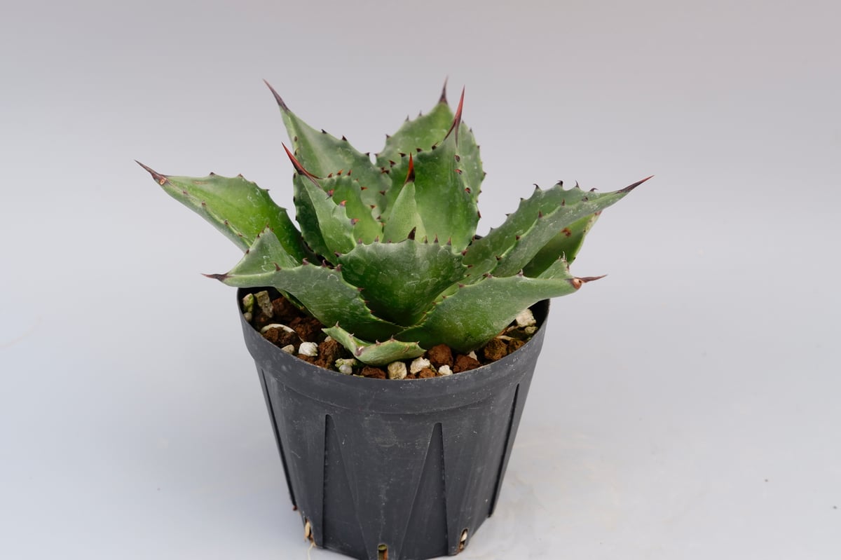 アガベ マグニフィカ実生 大株 アガベ サロモニー・アガベ マグニフィカ 005 Agave salomonii Agave