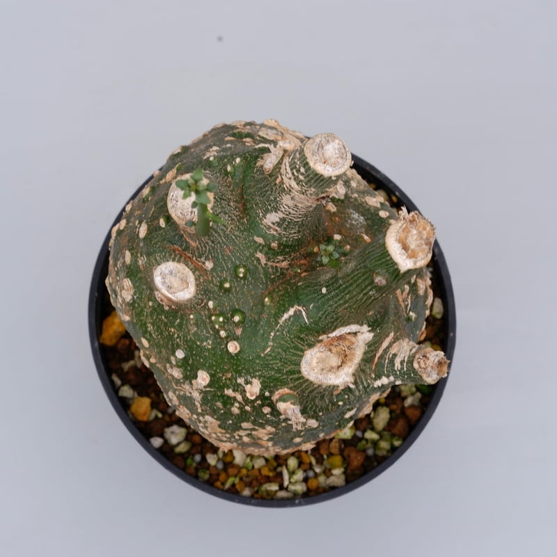 アデニア グロボーサ003 Adenia globosa | Sunny Branch