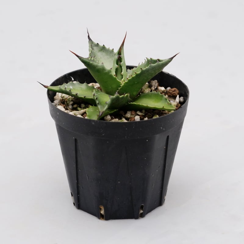 アガベ サロモニー・アガベ マグニフィカ 002 Agave salomonii
