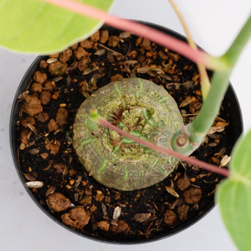 まんまる型 プセウド ボンバックス 030 Pseudobombax ellipticum |