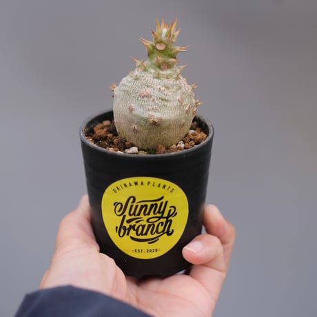 パキポディウムウィンゾリー | STORES