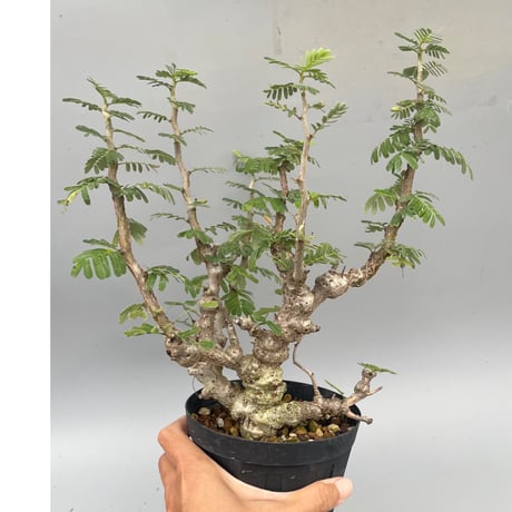 センナメリディオナリス | STORES