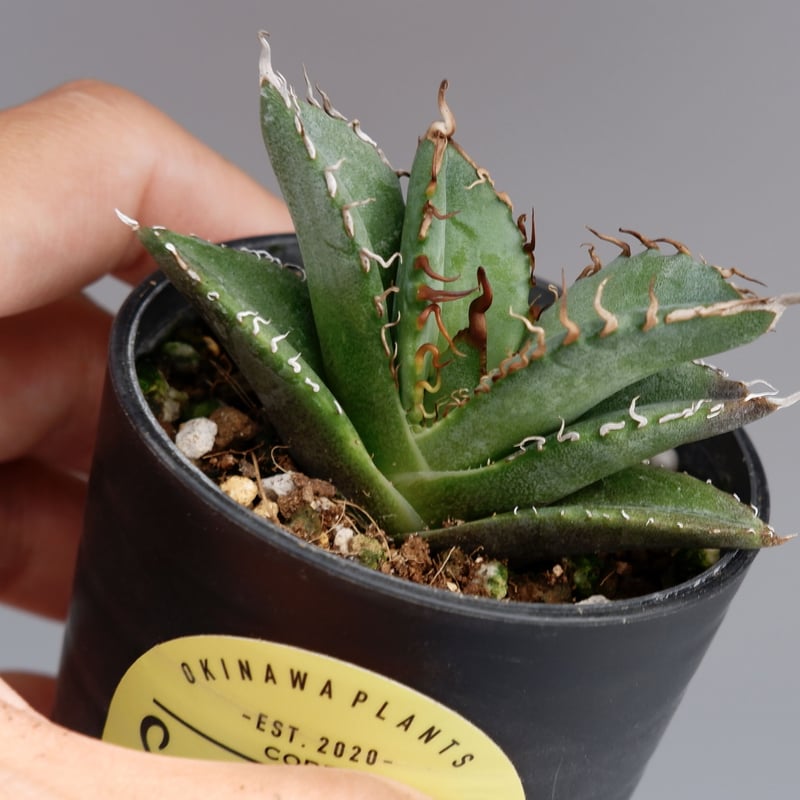 オテロイ実生　親株 親株出品 アガベ オテロイ実生 - メルカリ