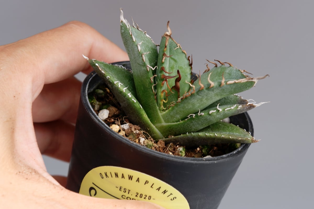 アガベ　オテロイ　実生 アガベ オテロイ 実生株 Agave oteroi seeding 026 | Sunny