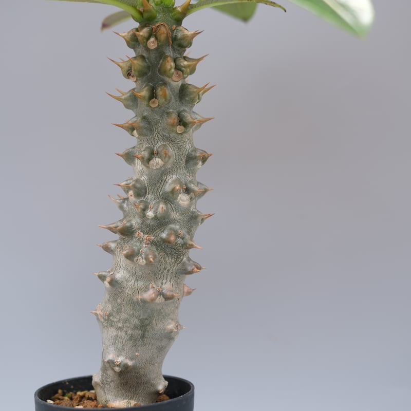 パキポディウム バロニー実生株035 Pachypodium baronii | Sunny