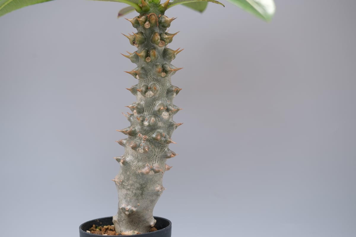 パキポディウム バロニー実生株035 Pachypodium baronii | Sunny