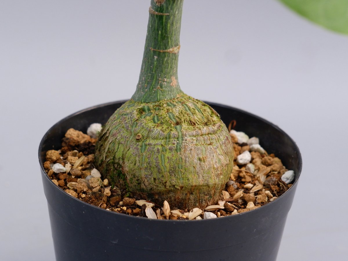 丸々ボンバックス ボンバックス プセウドボンバックス エリプティクム | GREEN LUCK