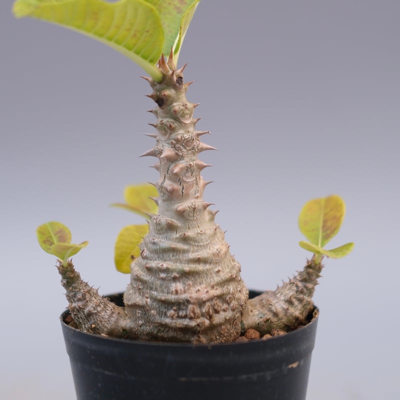 ウィンゾリー パキポディウム 国内実生株2 国内実生株 パキポディウム ウィンゾリー ② 国内実生株