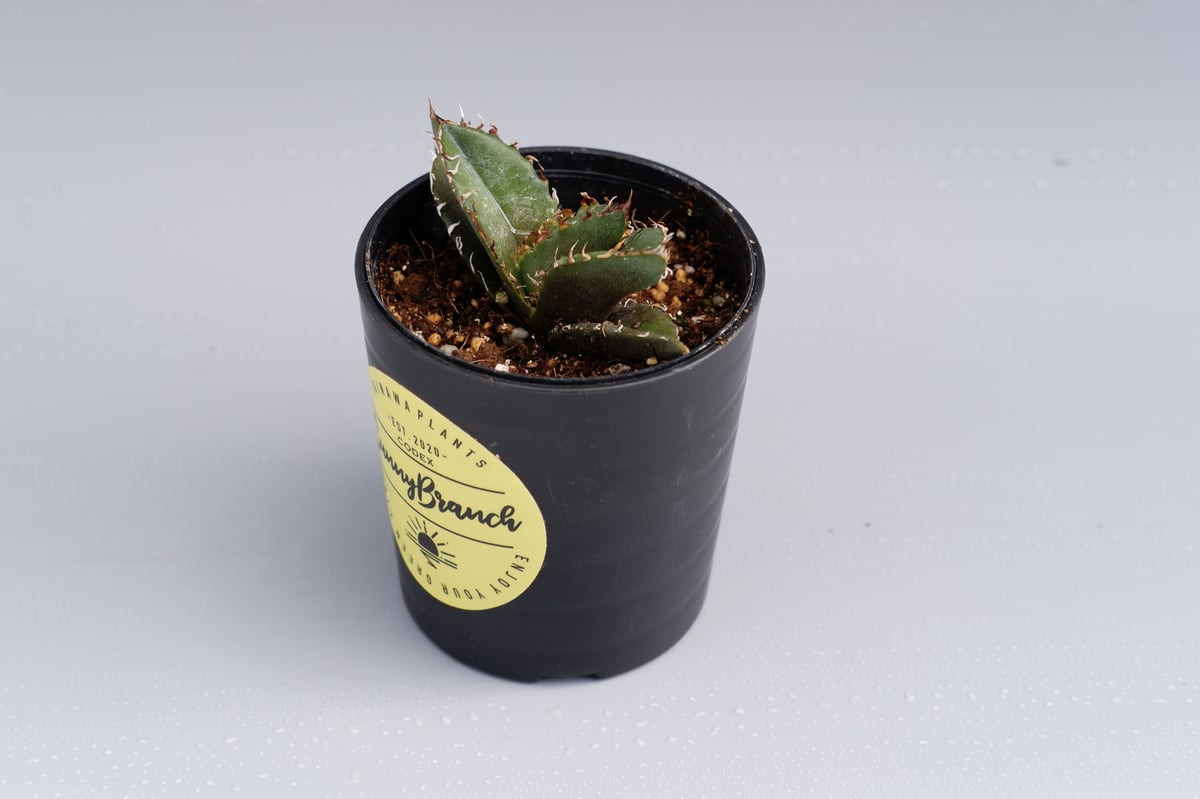 アガベ・チタノタ・白鯨 植物図鑑】アガベ チタノタ（ティタノータ） 白鯨とは？希少な美