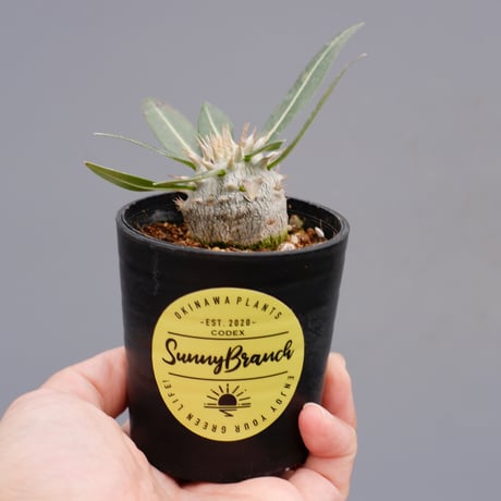 pachypodiumrosulatum | STORES