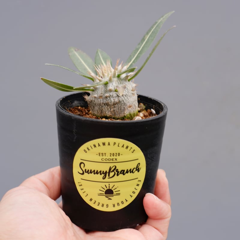 パキポディウム ロスラーツム 実生株 005 Pachypodium rosulatum