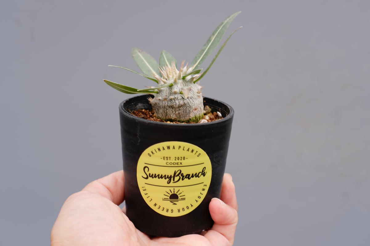パキポディウム ロスラーツム 実生株 005 Pachypodium rosulatum ve