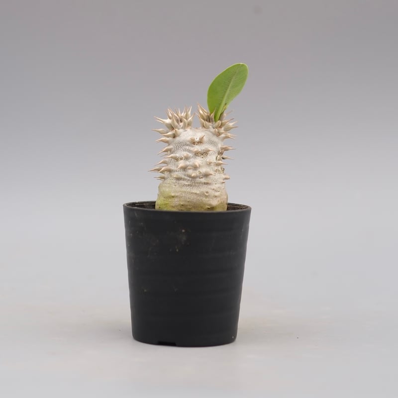 パキポディウム ブレビカリックス 実生株 Pachypodium