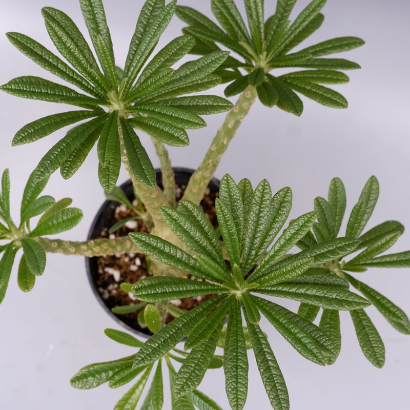 ドルステニア ギガス023 Dorstenia gigas | Sunny Branch