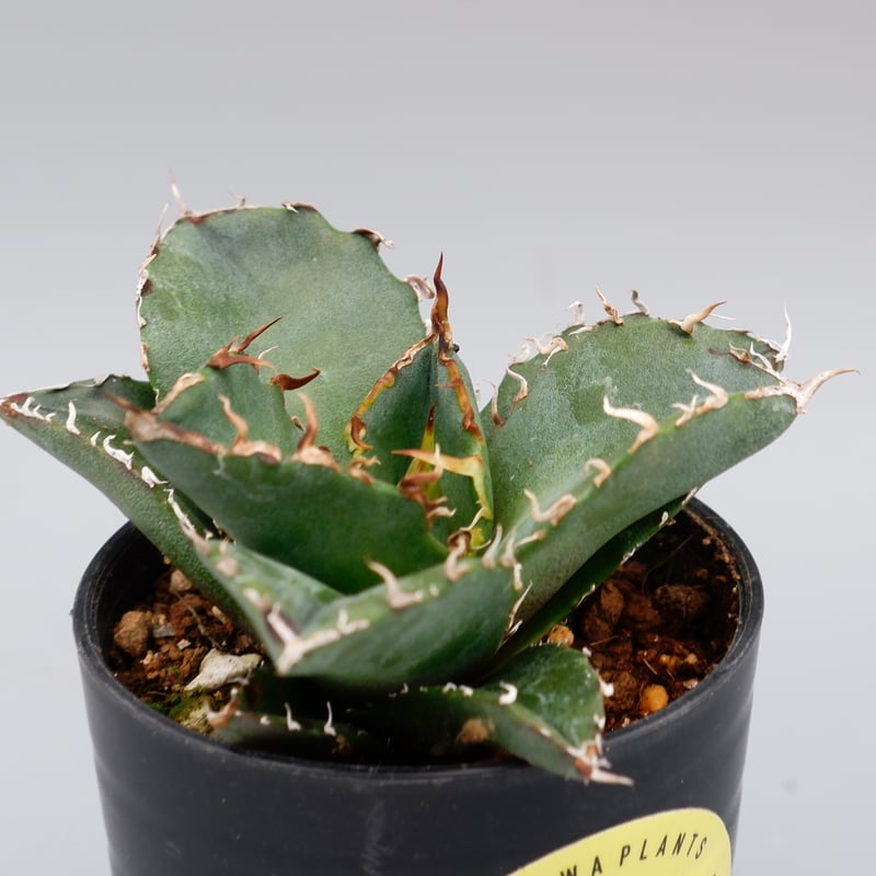 アガベ チタノタ 白鯨 Agave titanota white whale 148 | Su