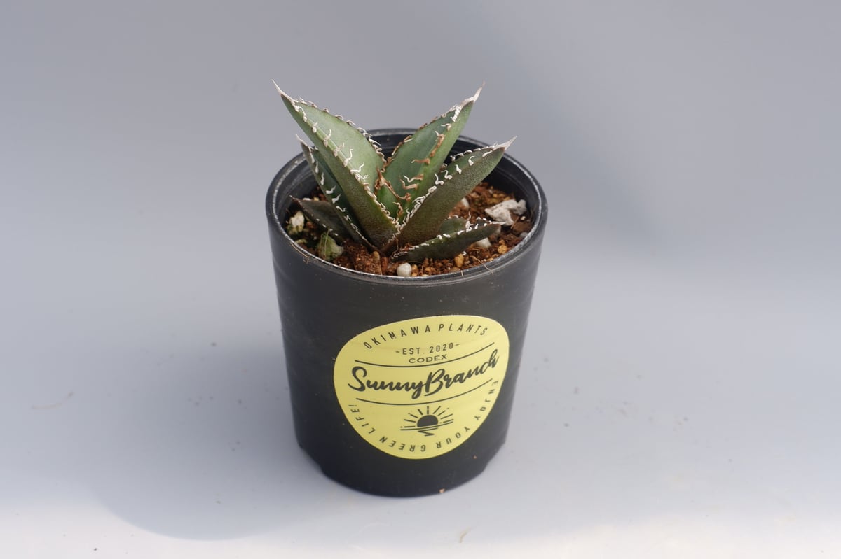 アガベ オテロイ 実生株 Agave oteroi seeding 033 | Sunny