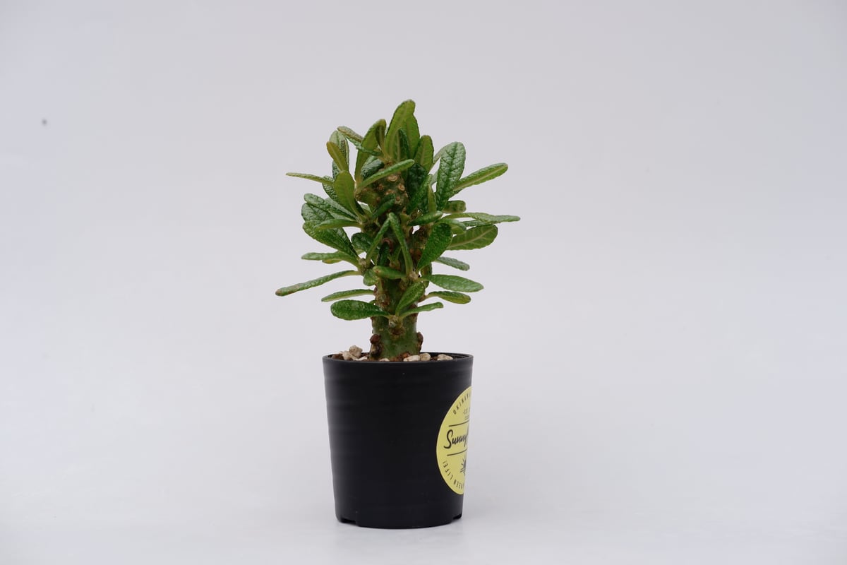 ドルステニアギガス確認用 ドルステニア ギガス013 Dorstenia gigas | Sunny Branch