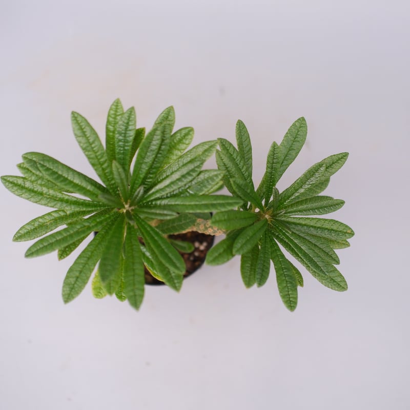 ドルステニア ギガス055 Dorstenia gigas | Sunny Branch