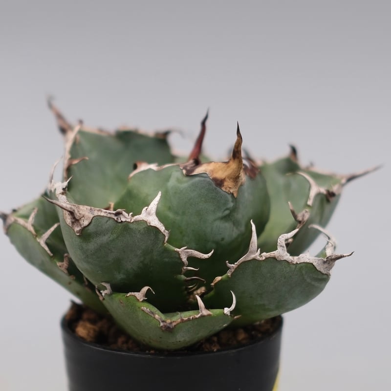 アガベ チタノタ 白鯨 Agave titanota white whale 229 | Su