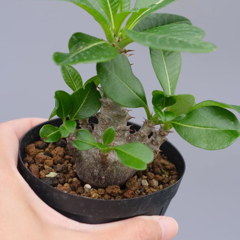 国内実生　パキポディウム　ウィンゾリー　★鉢付き パキポディウム ウィンゾリー（実生）①Hanayoshi-botanicalオリジナル