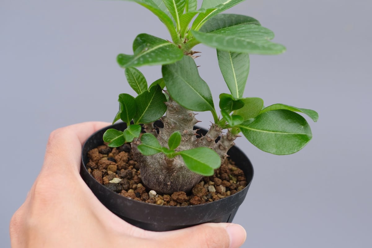 パキポディウム ウィンゾリー 実生株 039 Pachypodium windsorii |