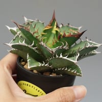 アガベ チタノタ シーザー 子株付き Agave titanota caesar 109 |