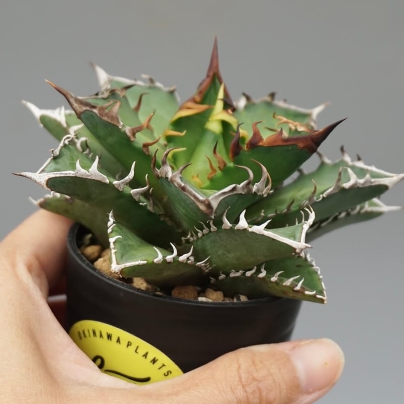 アガベ チタノタ レッドキャットウィーズル Agave titanota Red Catwee