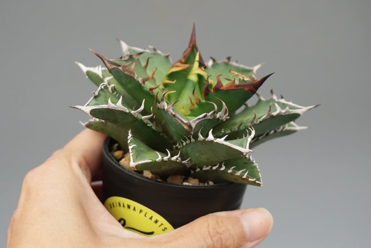 アガベ チタノタ レッドキャットウィーズル Agave titanota Red Catwee