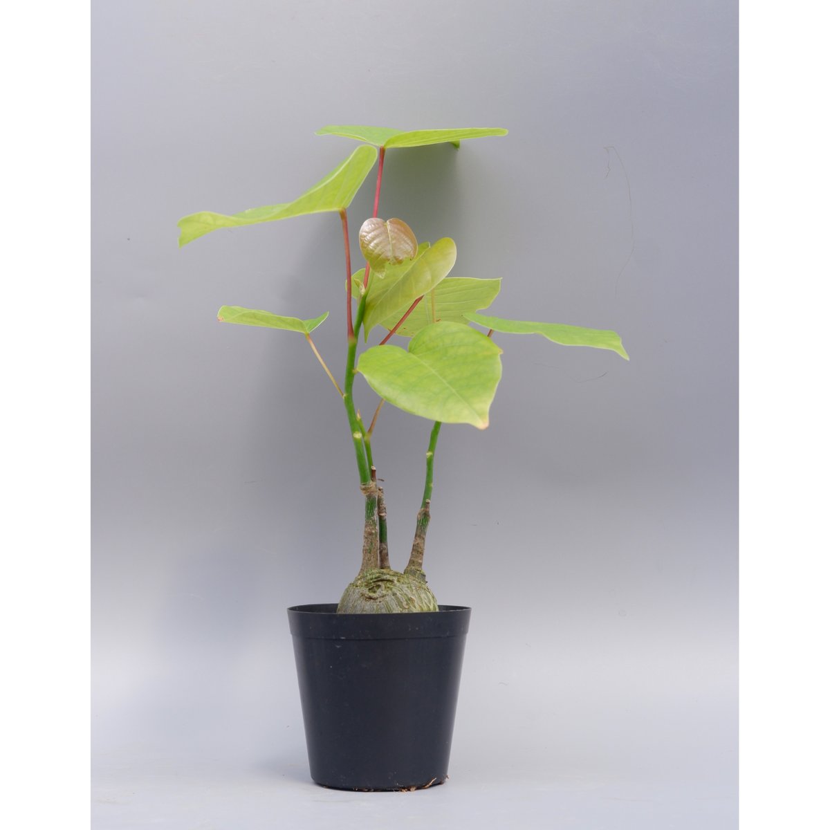 丸々ボンバックス まんまる型 プセウド ボンバックス 024 Pseudobombax ellipticum |