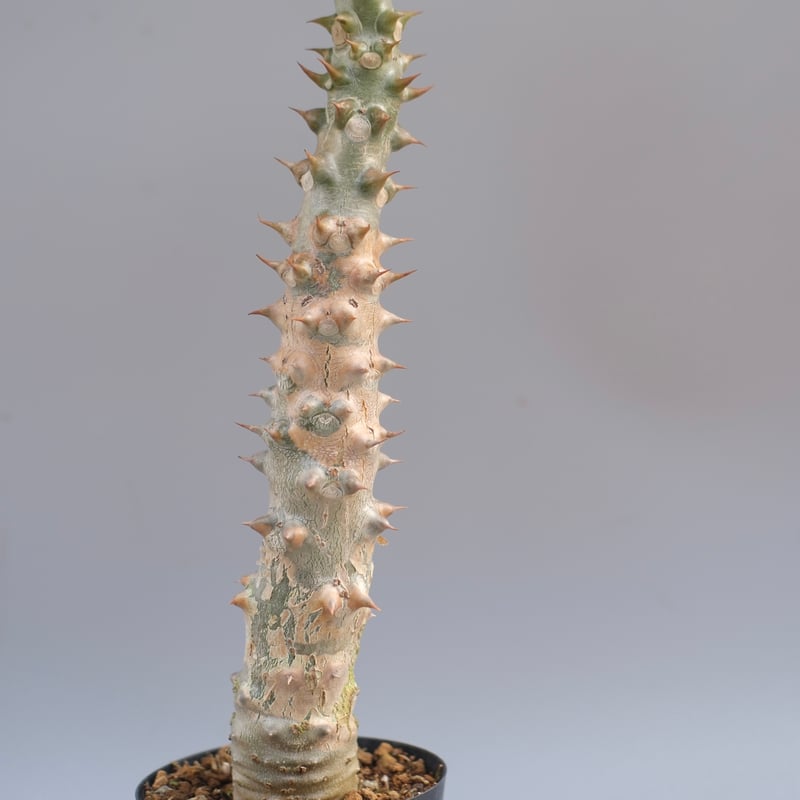 パキポディウム バロニー実生株041 Pachypodium baronii | Sunny