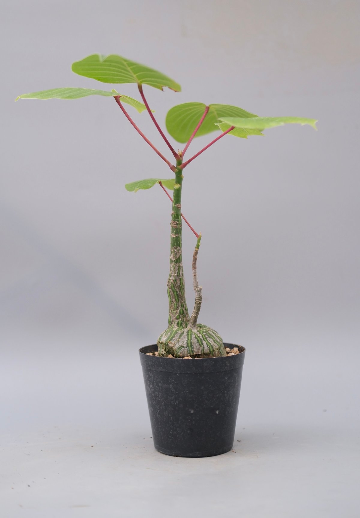 まんまる型 プセウド ボンバックス 063 Pseudobombax ellipticum |