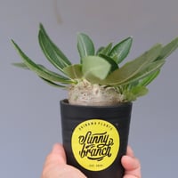 オテロイ　実生 Loop Plants | ・ オテロイ実生2019 選抜株No.005 From @agave_star