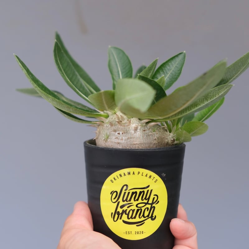 ☺︎ ウィンゾリーとエニグマチカム Pachypodium enigmaticum