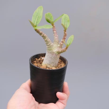 アデニウム アラビカム 実生株　 Adenium arabicum 001