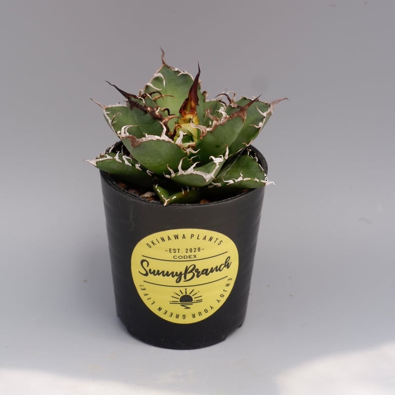 Agave titanota ‘Caesar’ シーザー アガベ・チタノタ シーザー（凱撒）中-015｜agave titanota