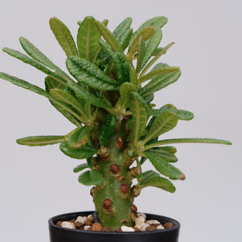 ドルステニア ギガス013 Dorstenia gigas | Sunny Branch